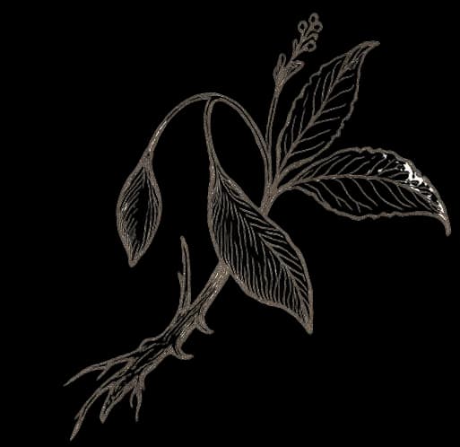 Iboga Plant