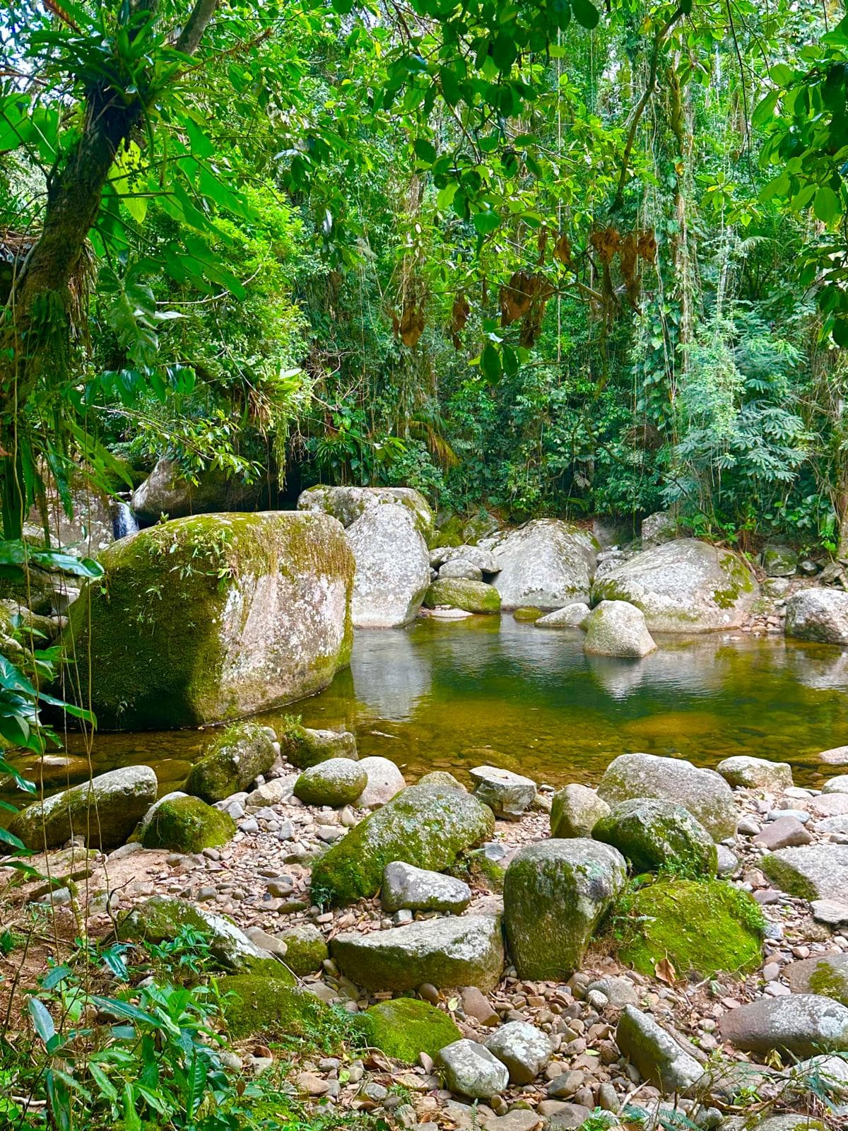 A stream flowing through the jungle near Paraty