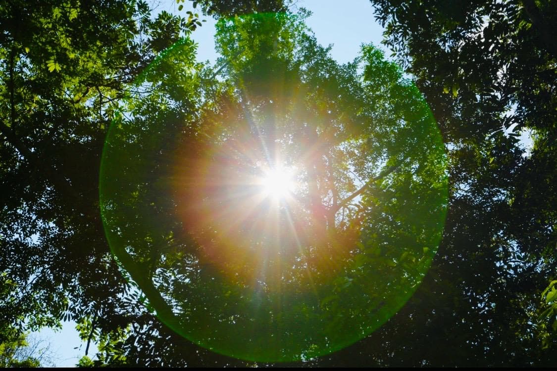 Sunlight through the jungle canopy
