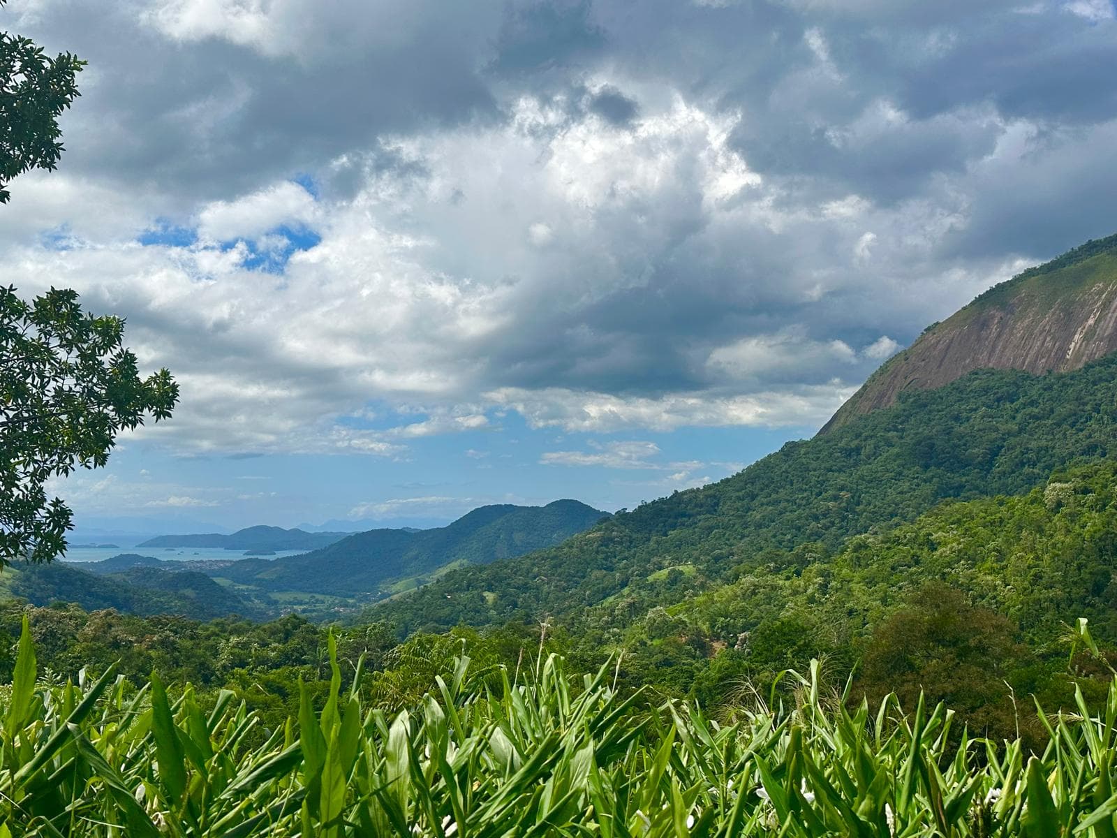 Sweeping view across Nekawa's grounds and the Atlantic rainforest